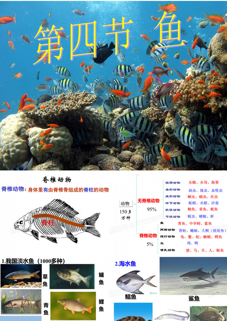 八年级上册生物鱼