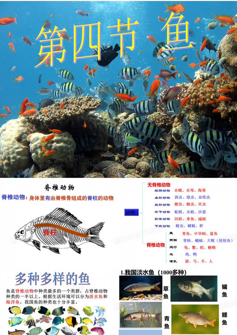 八年级上册生物鱼分解