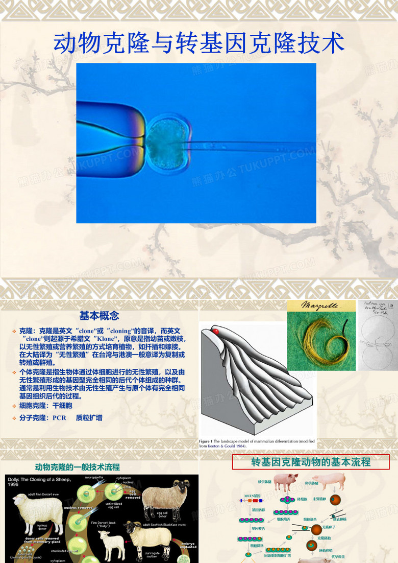 动物克隆与转基因克隆技术