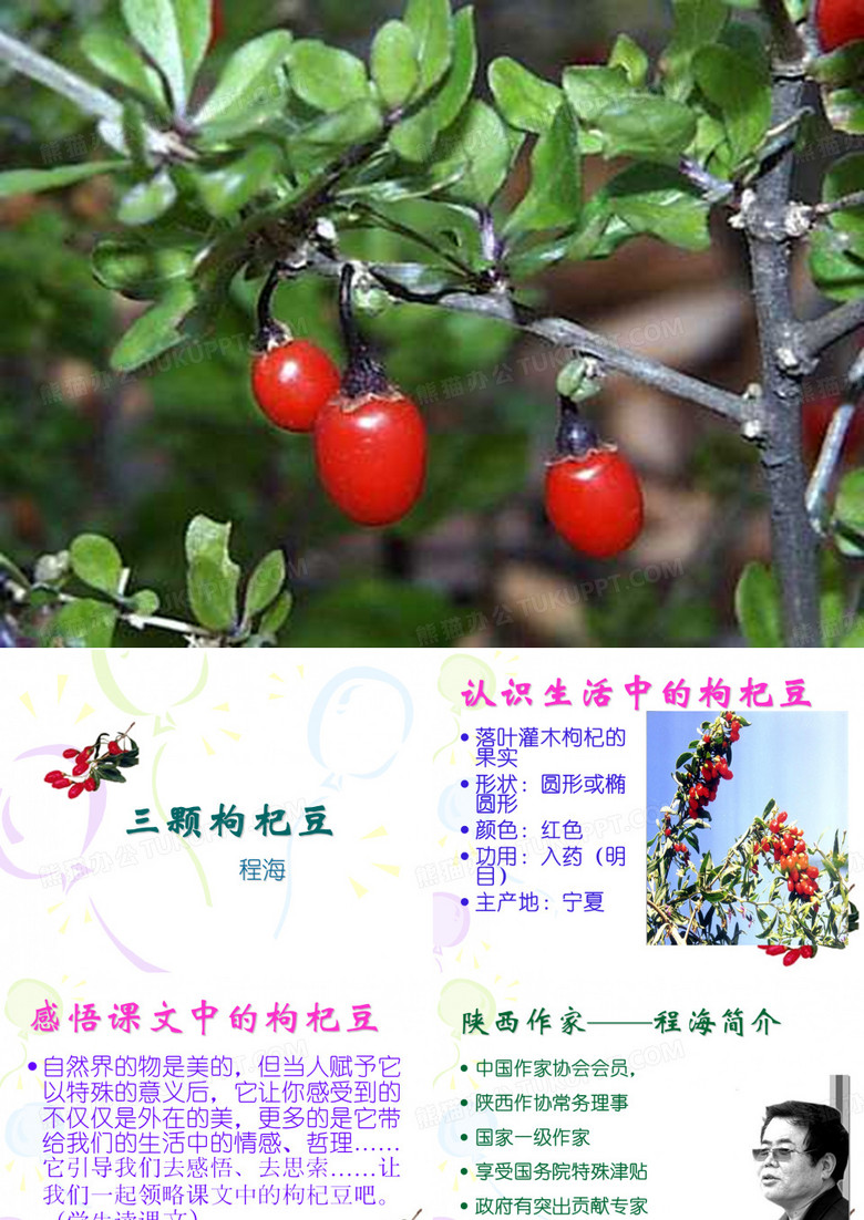 《三颗枸杞豆》