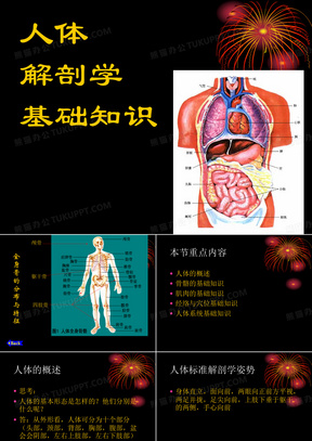 人体解剖学基础