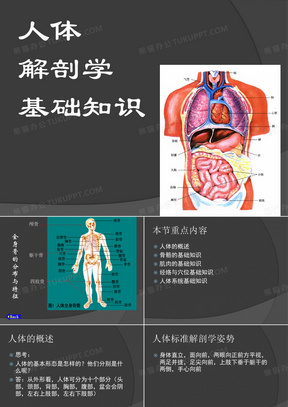 人体解剖学基础