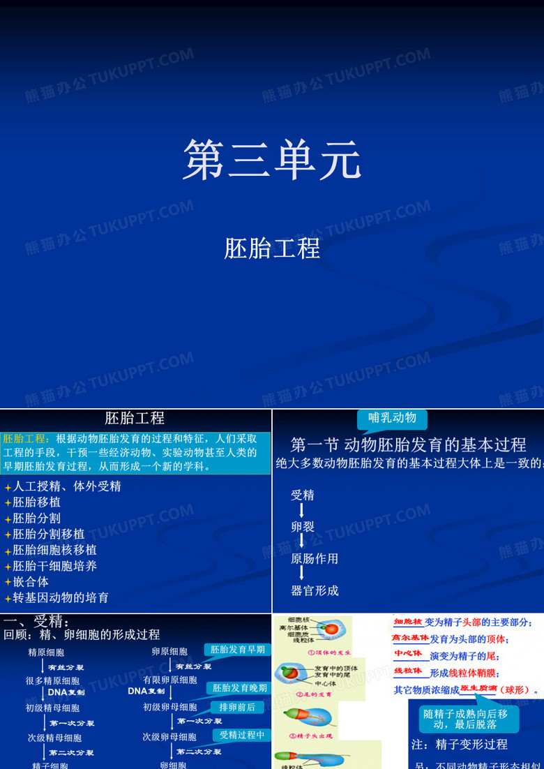 胚胎工程——胚胎发育过程