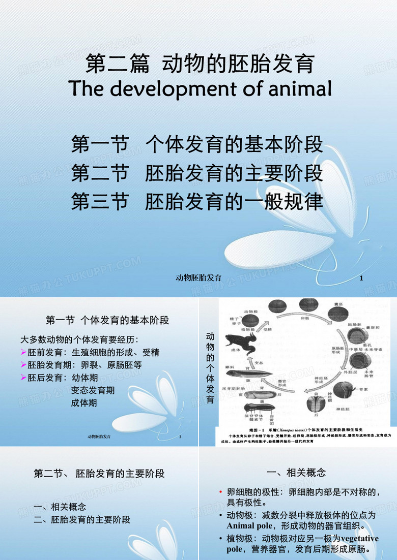 动物胚胎发育