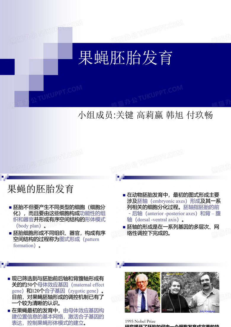 果蝇的胚胎发育