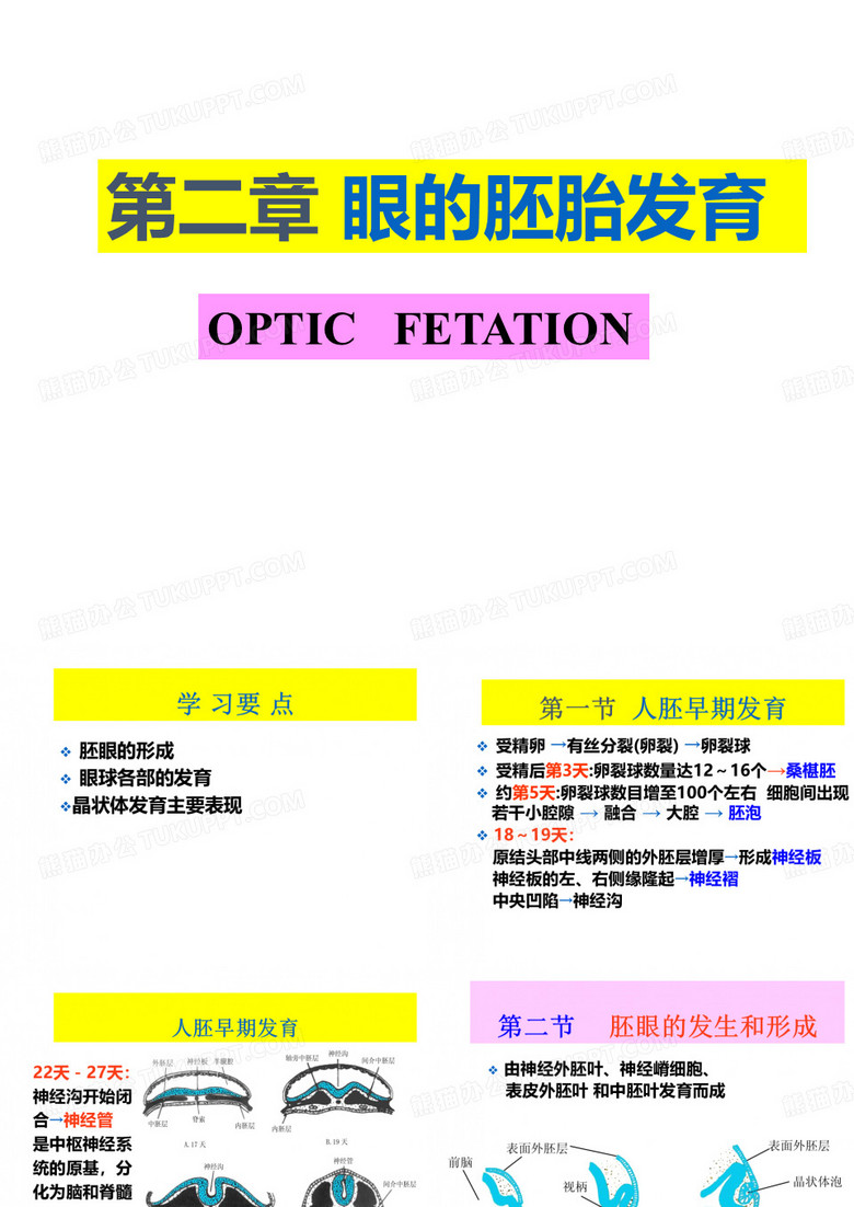 眼的胚胎发育