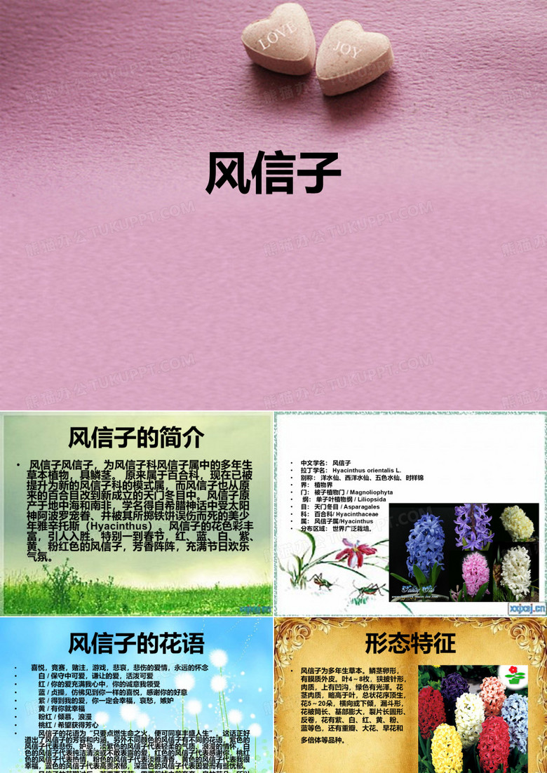 风信子