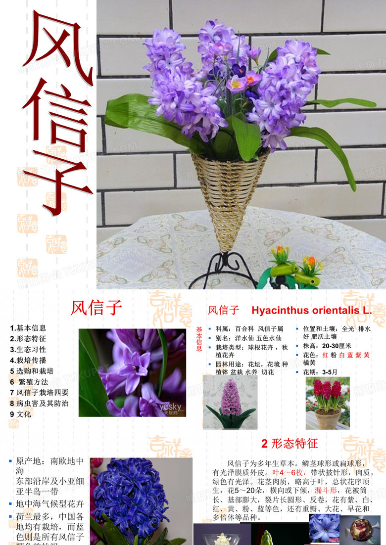 风信子-