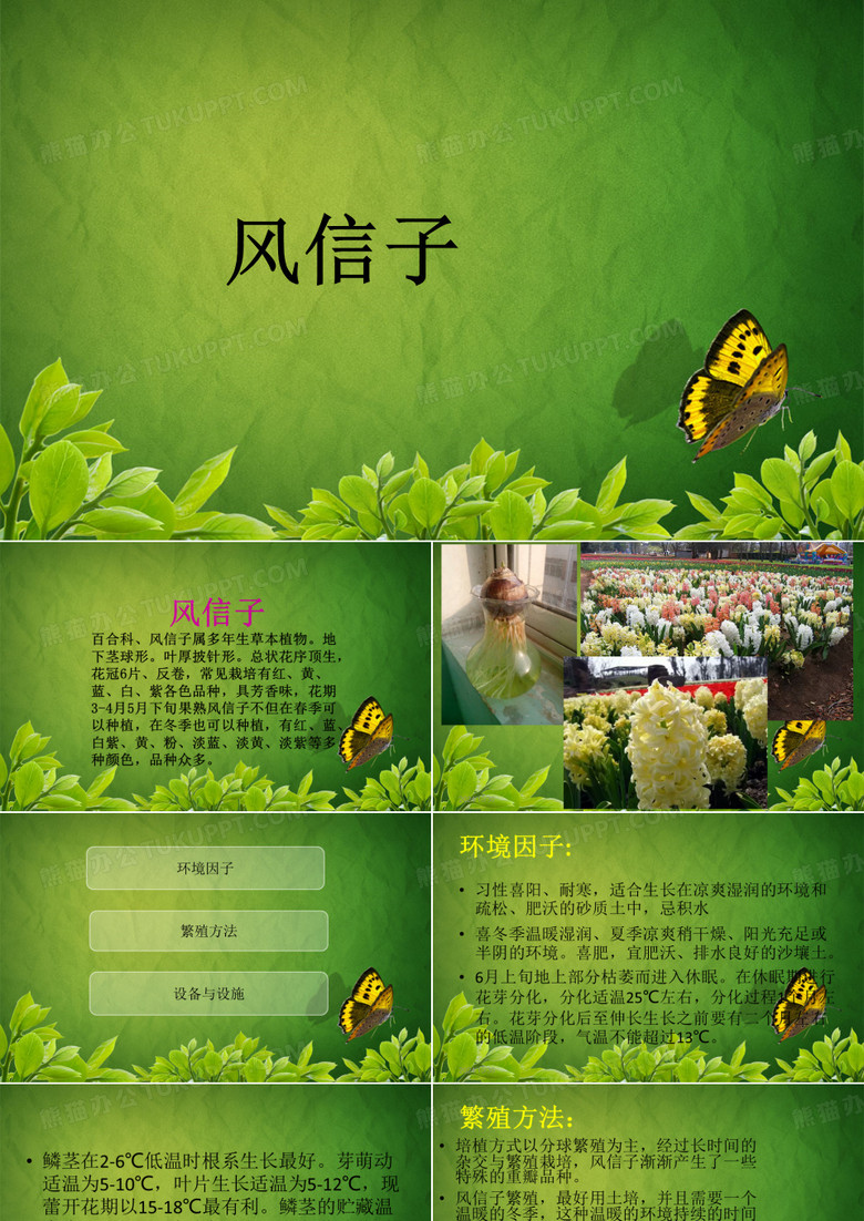 风信子介绍