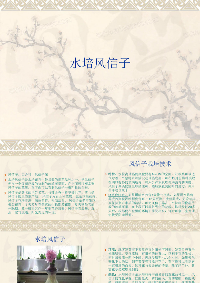 水培风信子 幻灯片