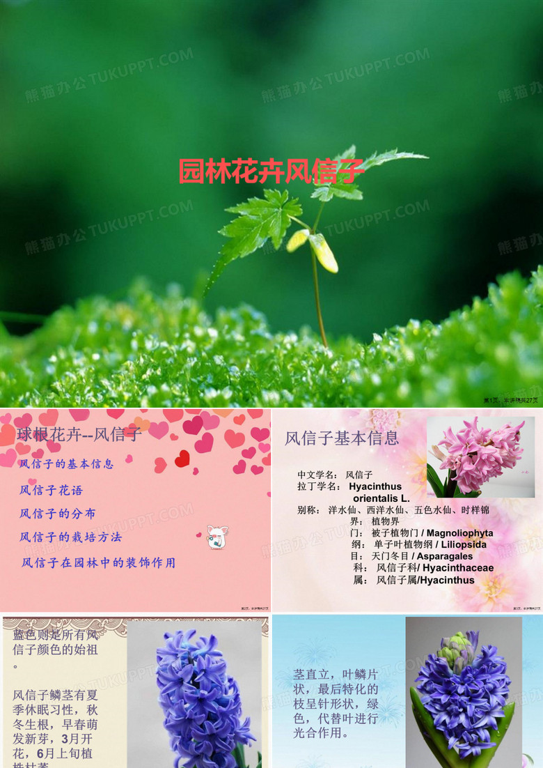 园林花卉风信子