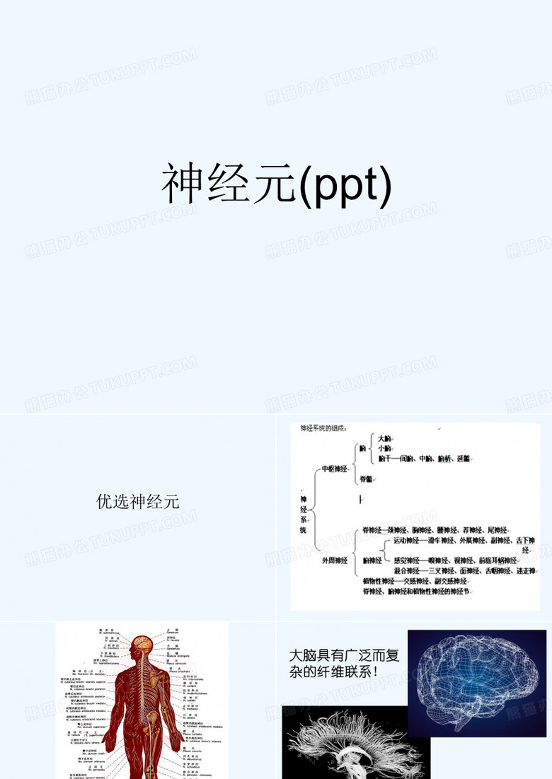 神经元(ppt)