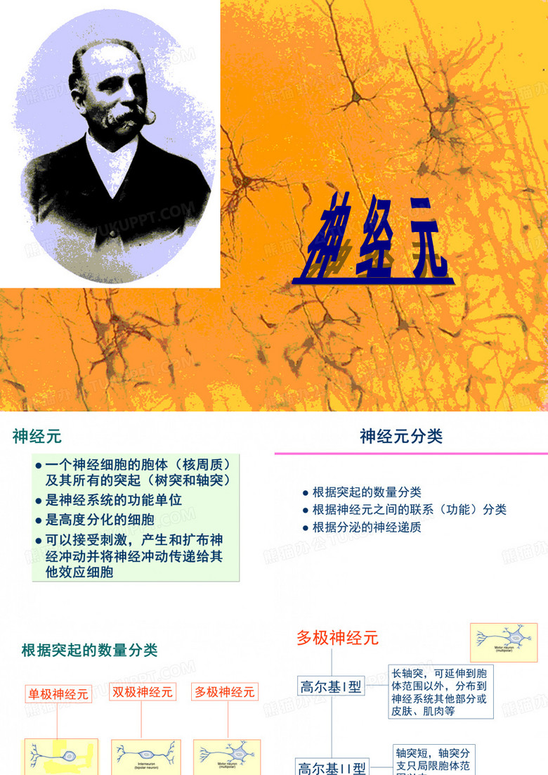 神经元-突触