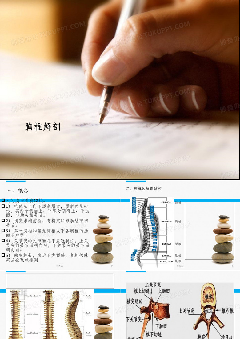 胸椎解剖及生理