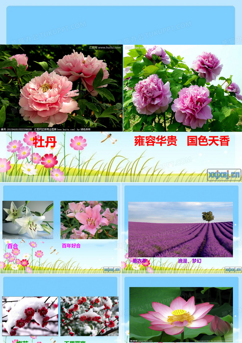我喜欢的一种花