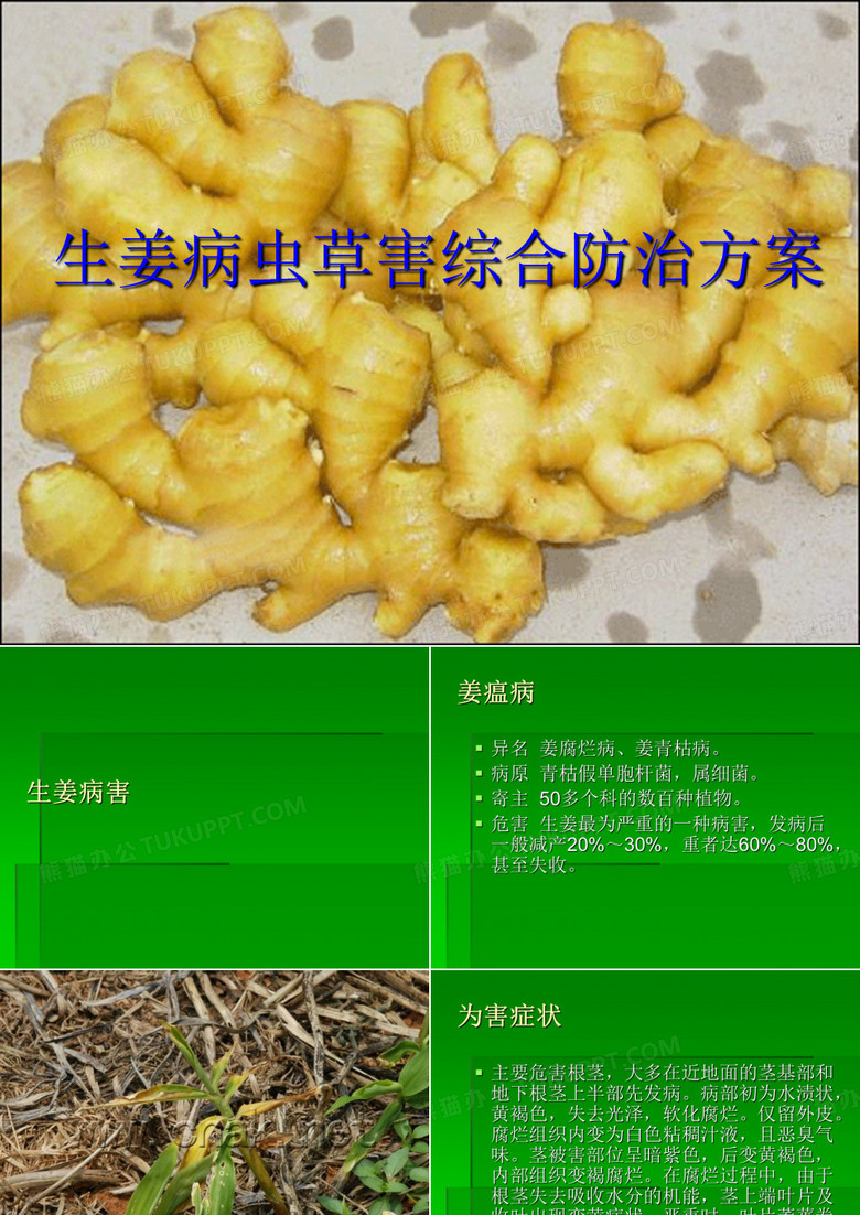 生姜病虫害