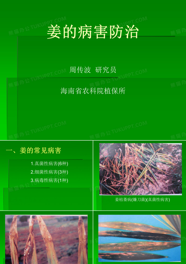 生姜的病害防治