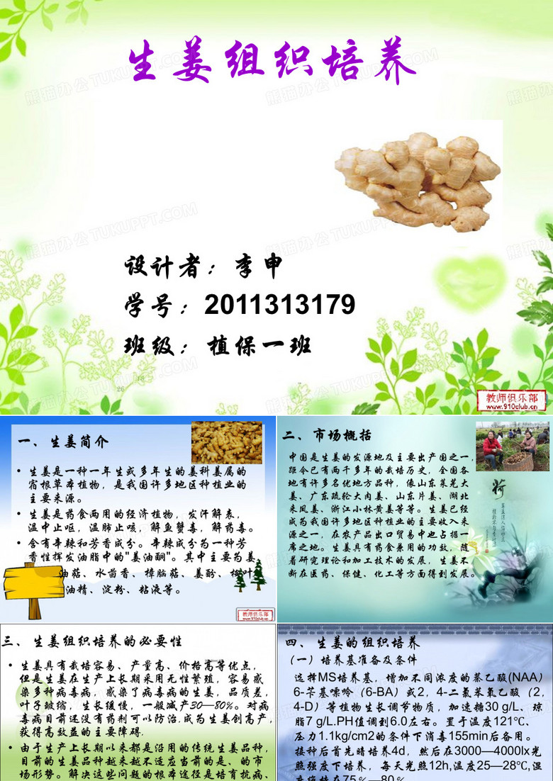 生姜组织培养