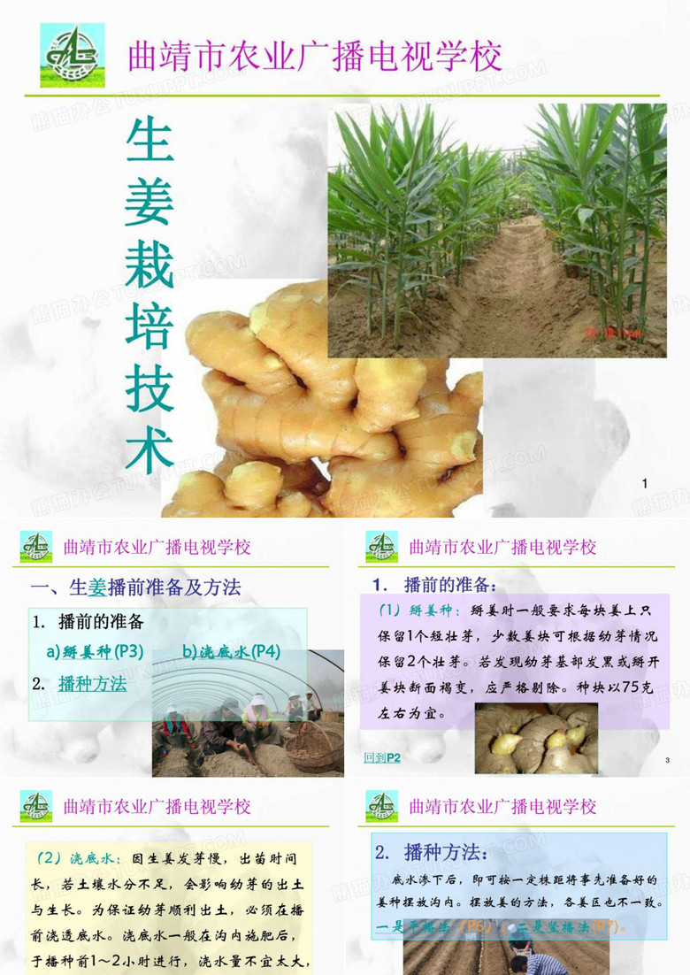生姜栽培技术.ppt