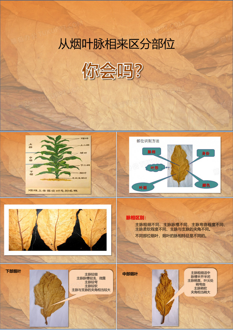从烟叶脉相区分部位-烟叶分级