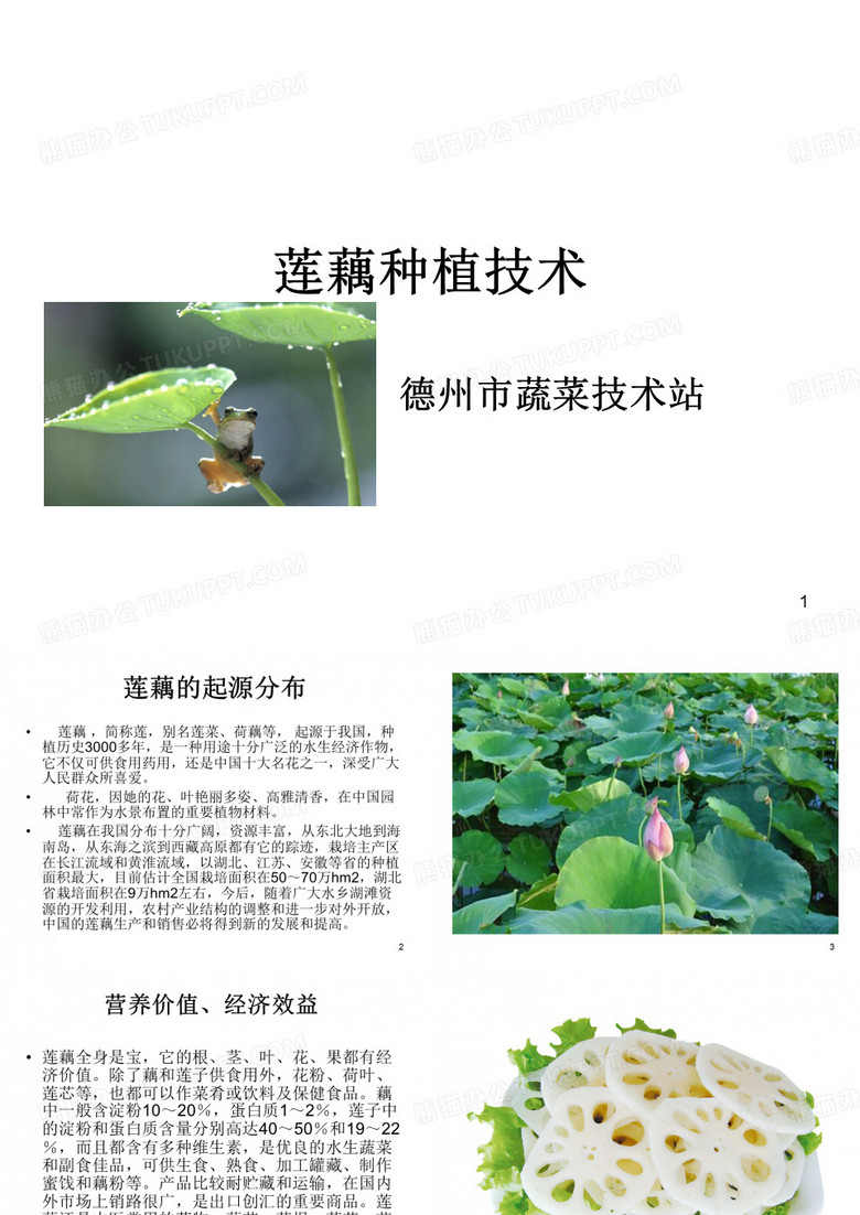 莲藕种植技术分析ppt课件