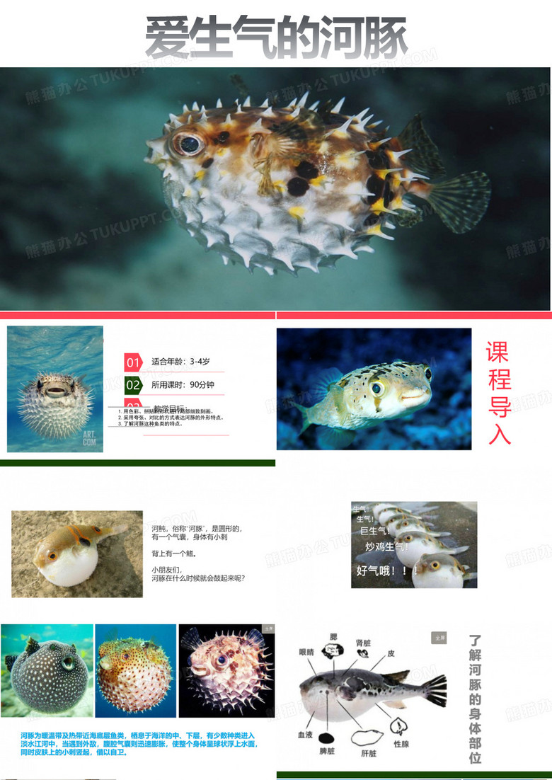 《河豚》 少儿美术课件