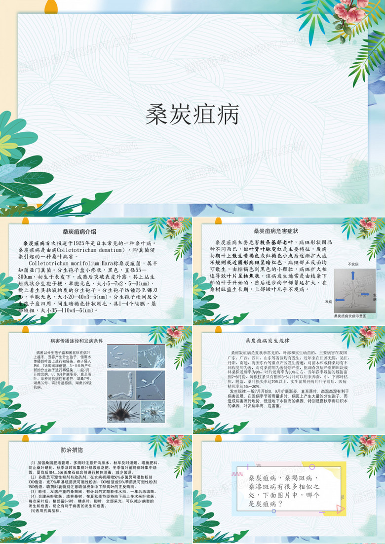 桑炭疽病 