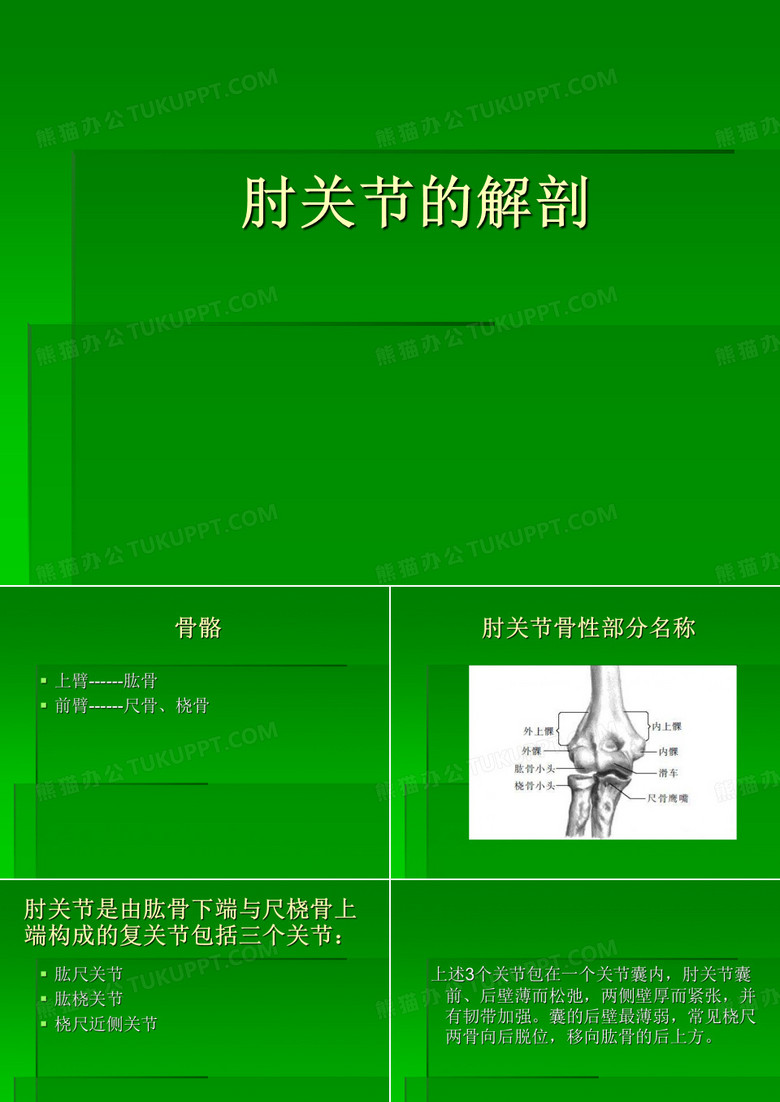 肘关节的解剖