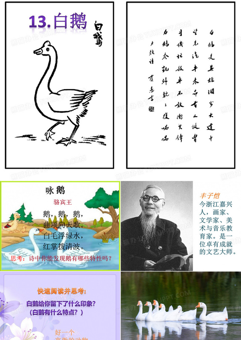 13.白鹅