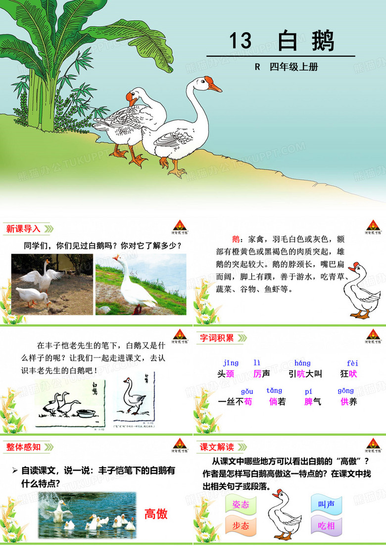 13.白鹅