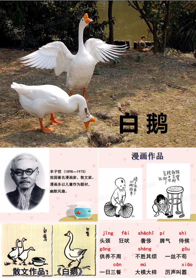 13白鹅