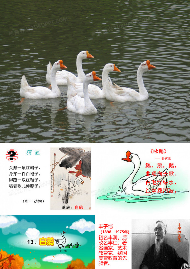 13白鹅ppt