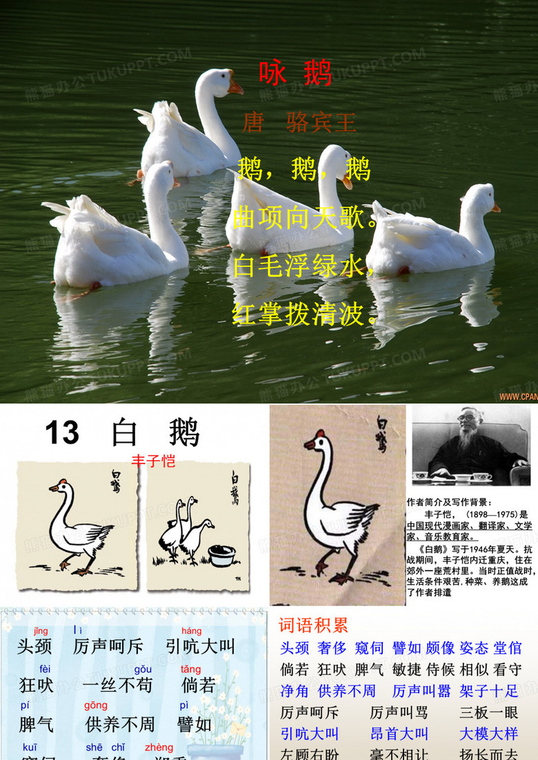13白鹅课件