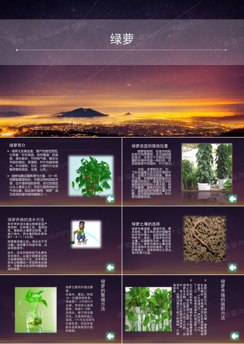 绿萝