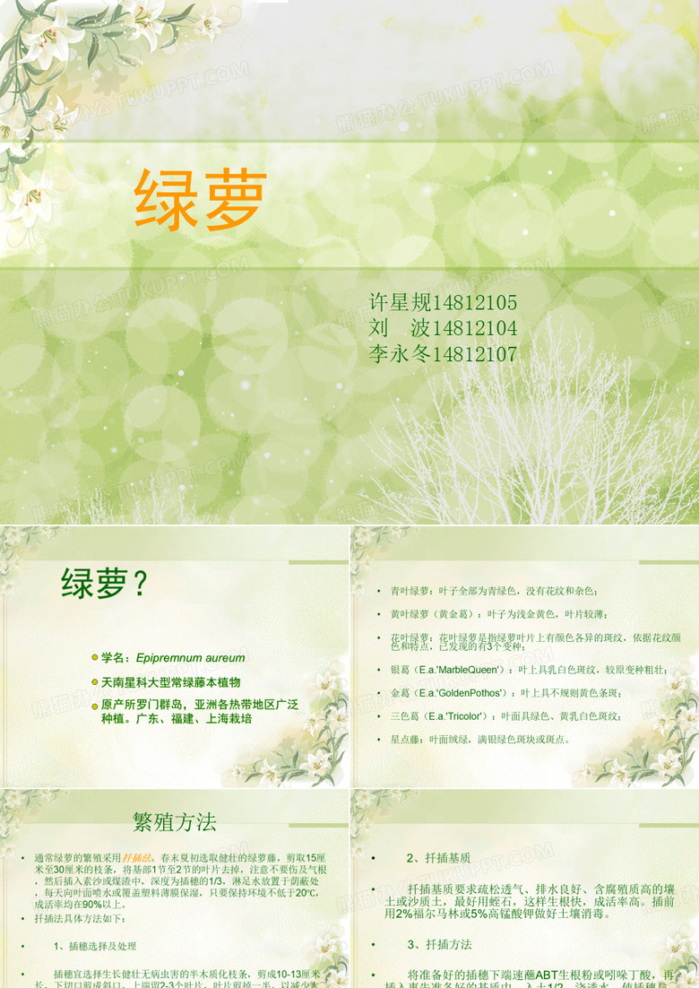 绿萝介绍