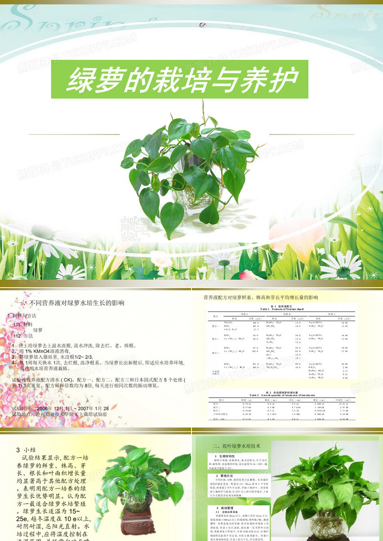 绿萝 2