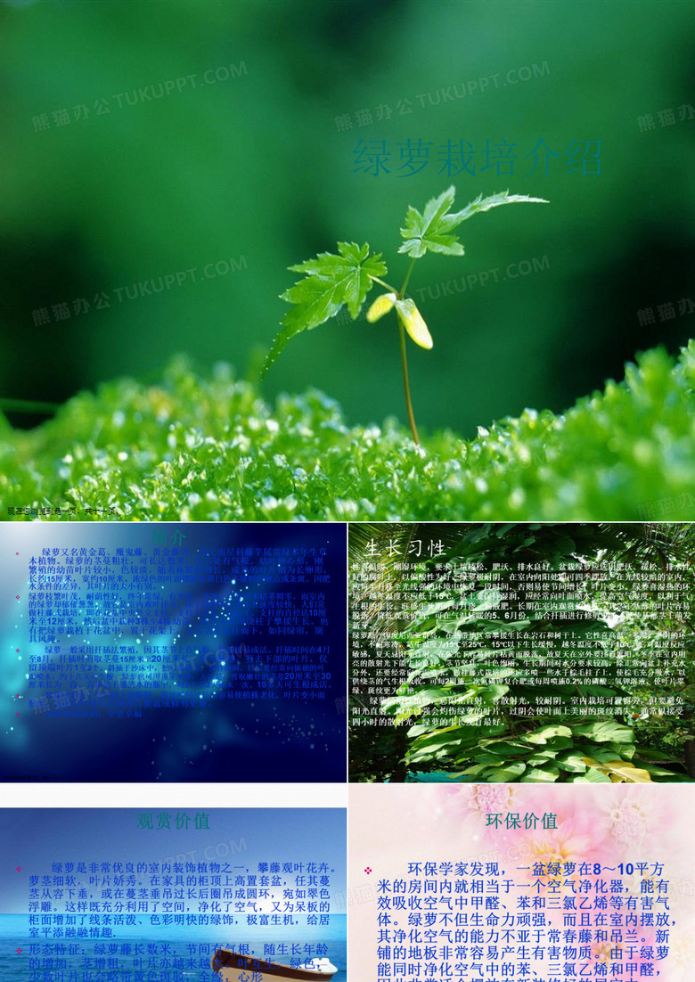 绿萝栽培介绍