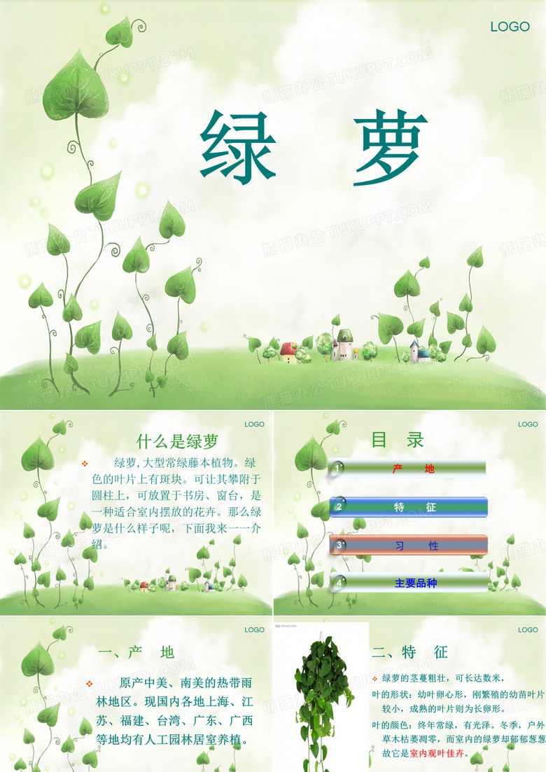 绿萝介绍 2
