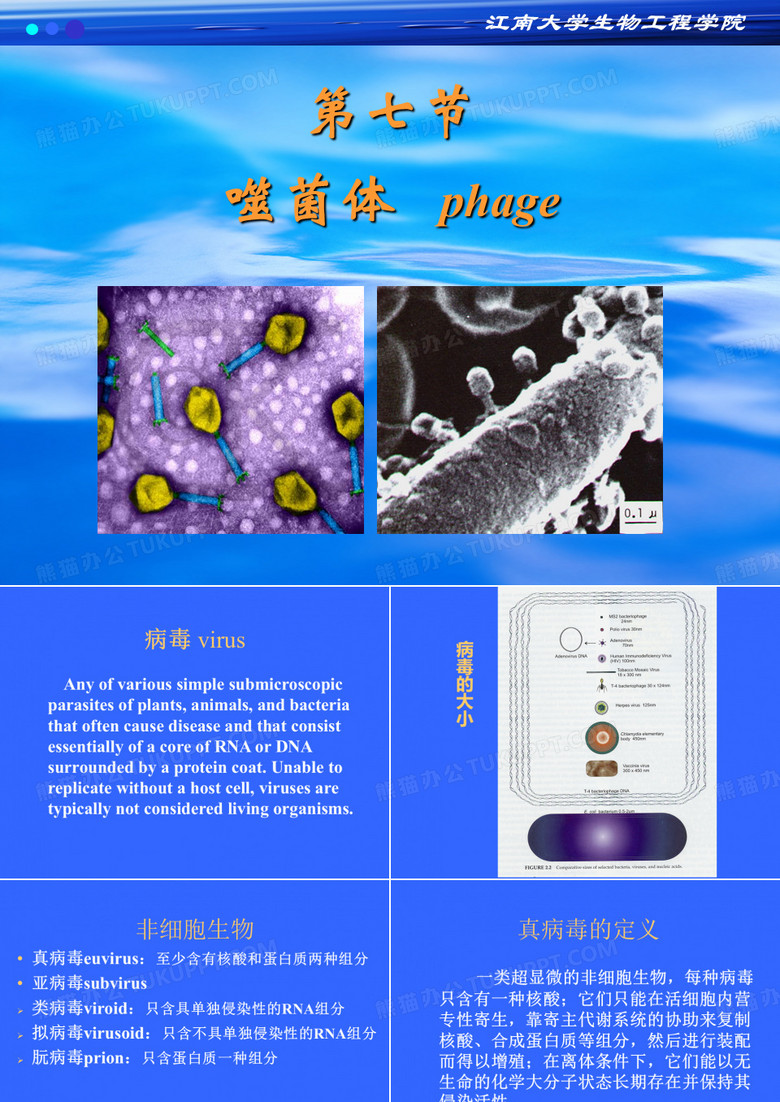 噬菌体