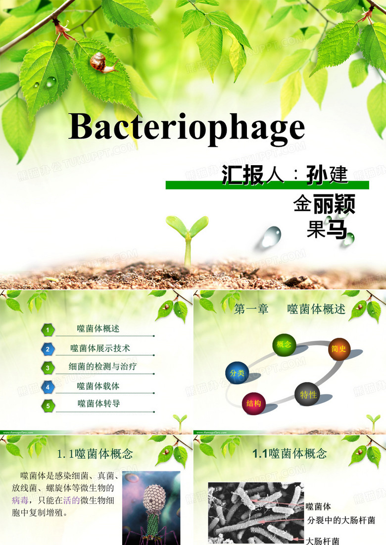 噬菌体课件