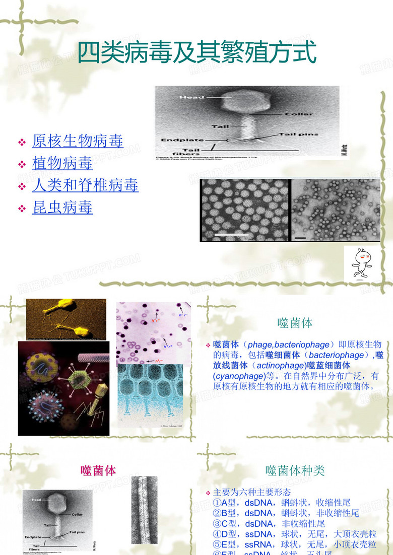 噬菌体简介