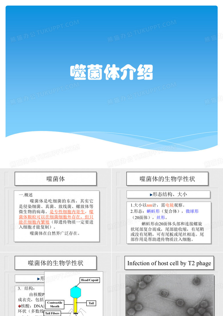 噬菌体介绍