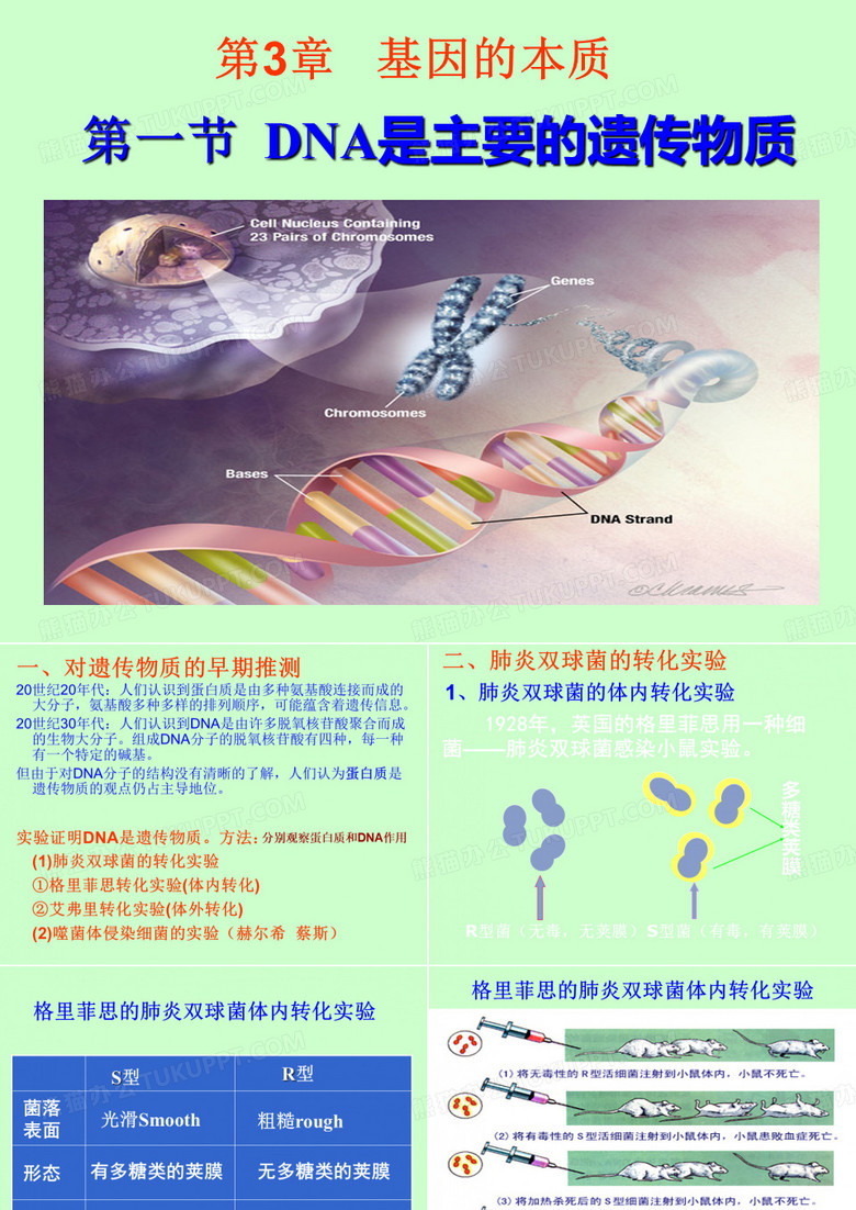噬菌体侵染细菌的结论DNA是噬菌体的遗传物质