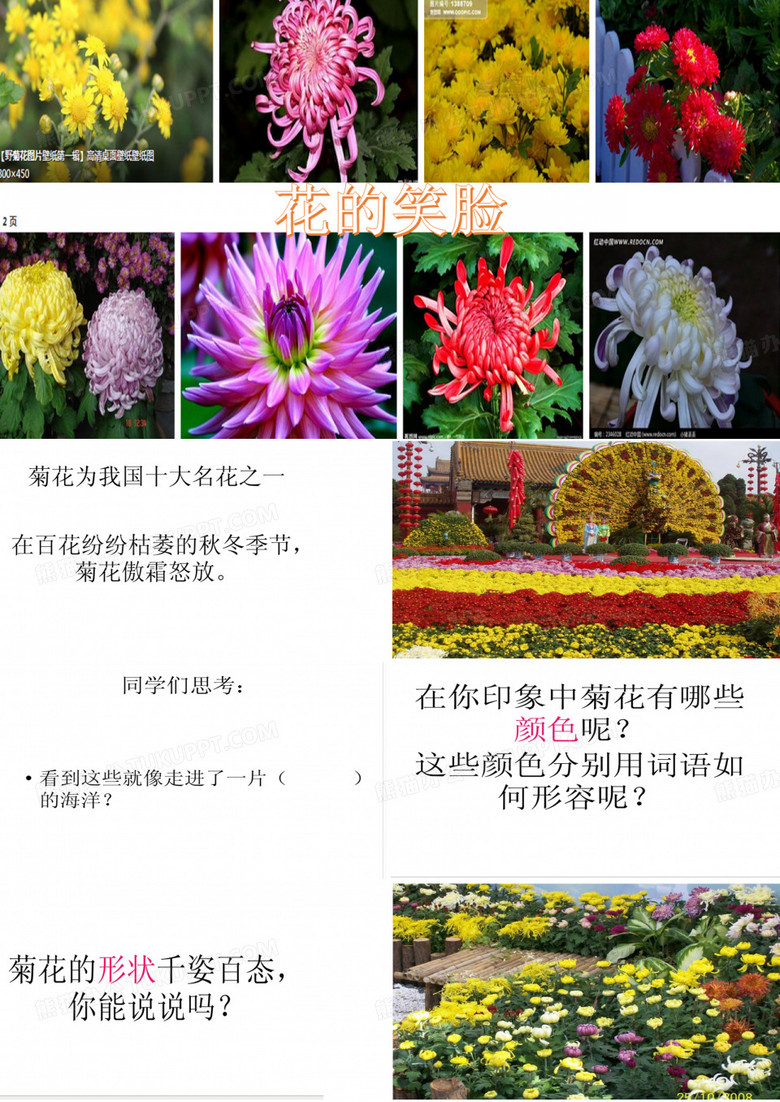 写菊花作文