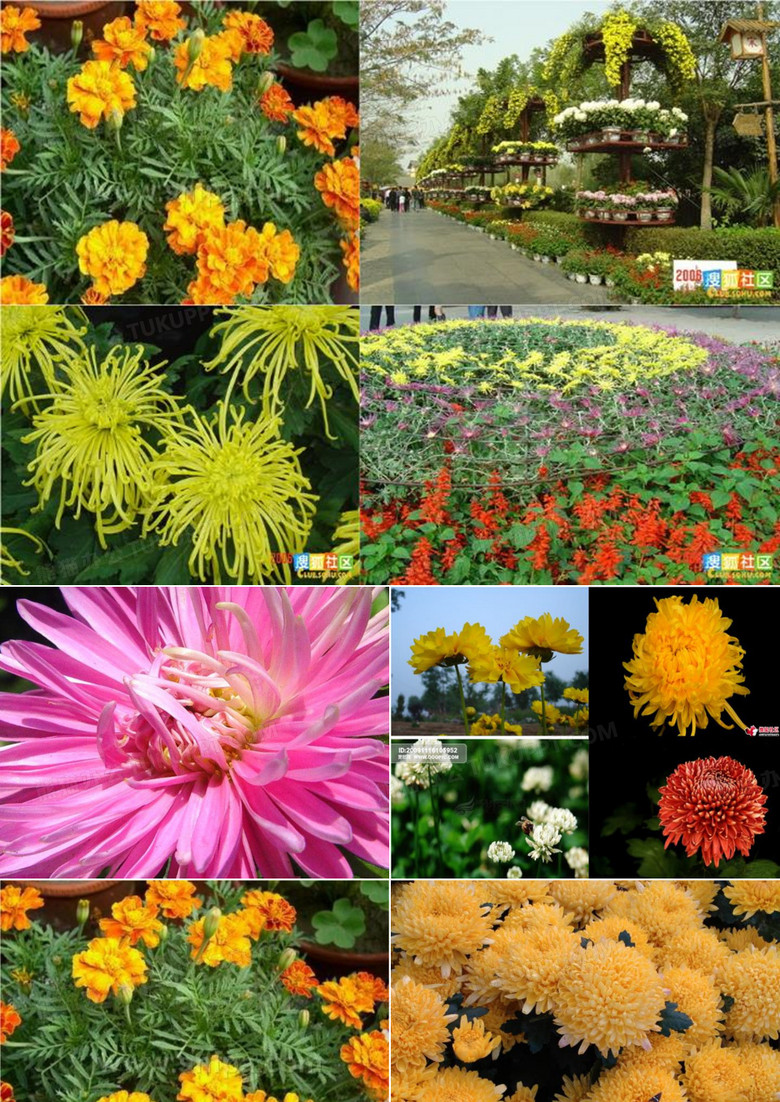 菊花作文.ppt