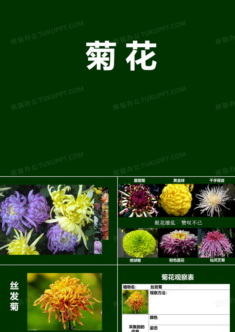 沪教版 三年级上 作文 菊花