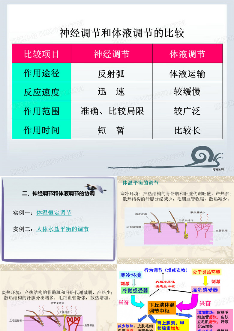 神经调节与体液调节