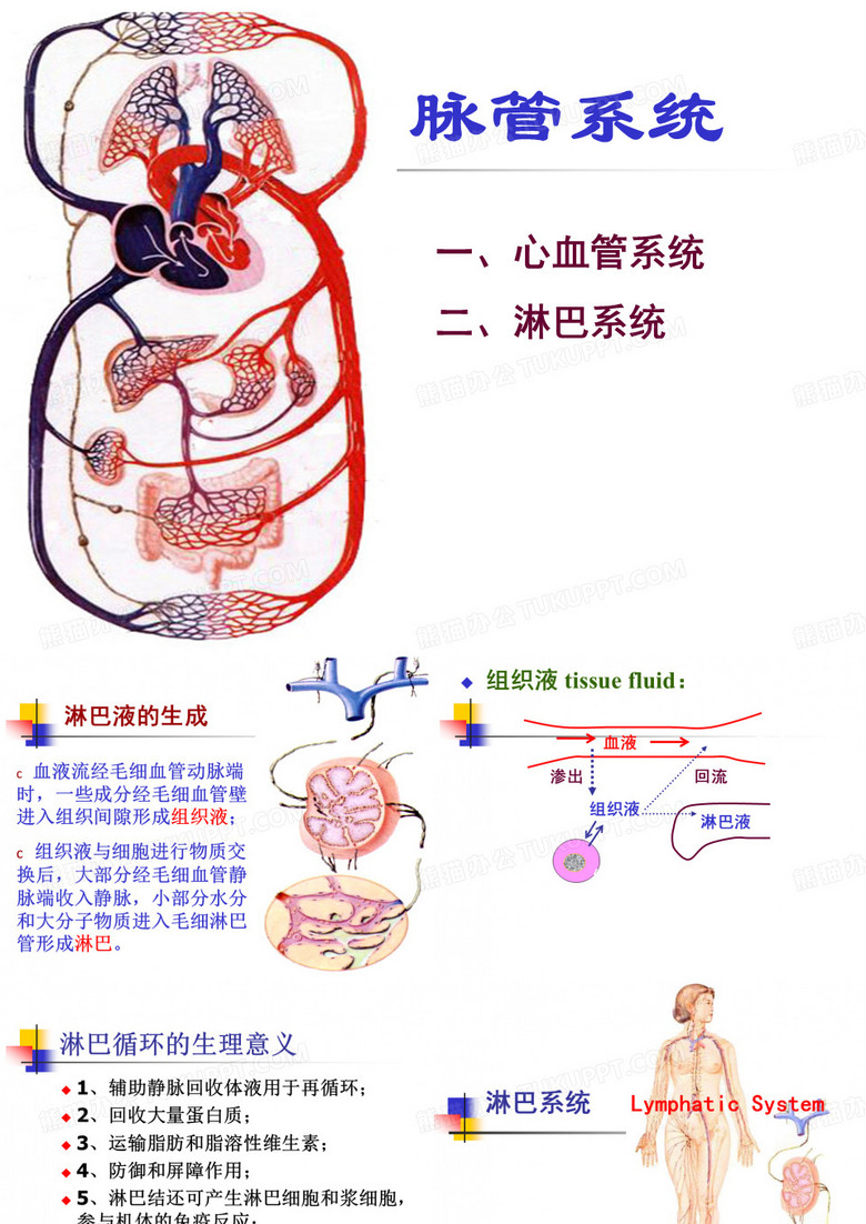 心血管系统、淋巴系统