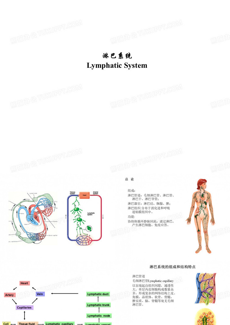 淋巴系统 解剖