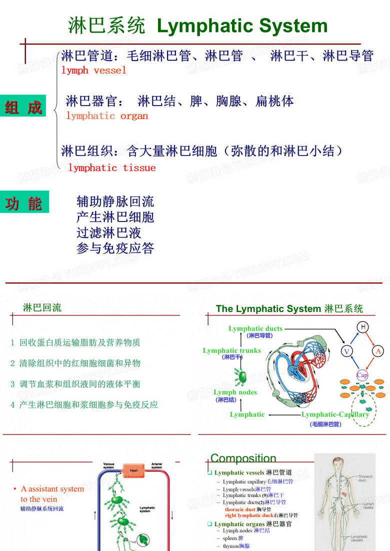 人体淋巴系统